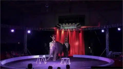 Calling All Thrill Seekers.. Unveiling the Magic of the Niles Garden Circus!